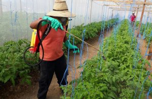 whatsapp_image_2017-08-24_at_18.13.22